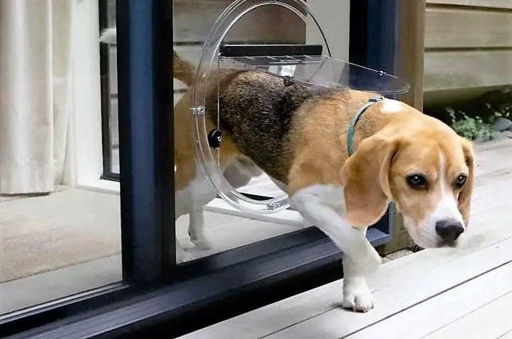 Dog Glass Door Provider