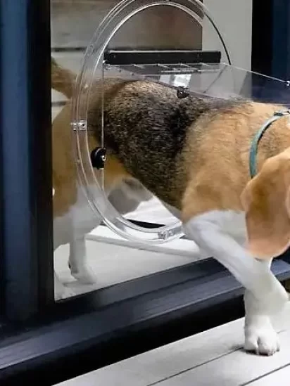 Dog Glass Door Provider