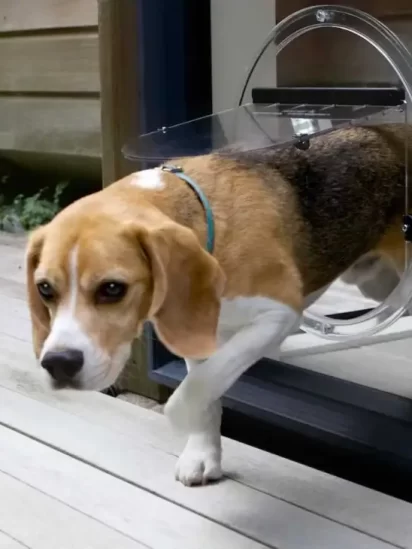 dog glass doors in australia