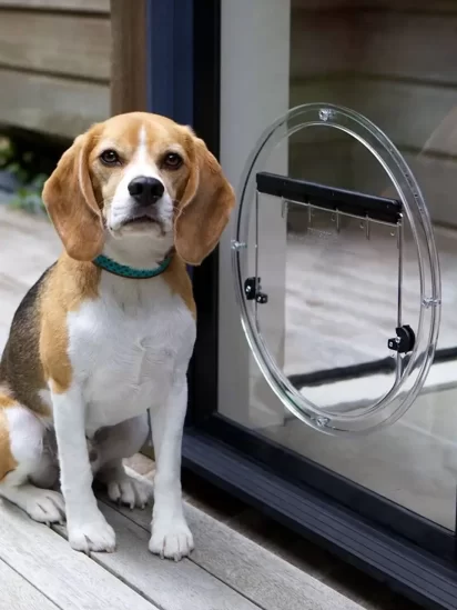 glass dog door australia